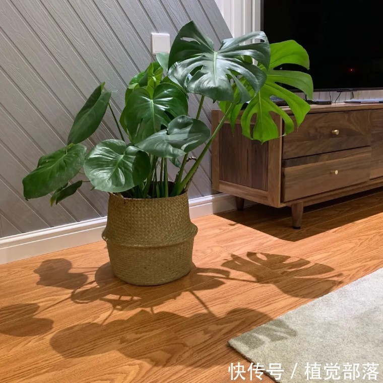 龟背竹叶子卷曲的原因与解决办法汇总