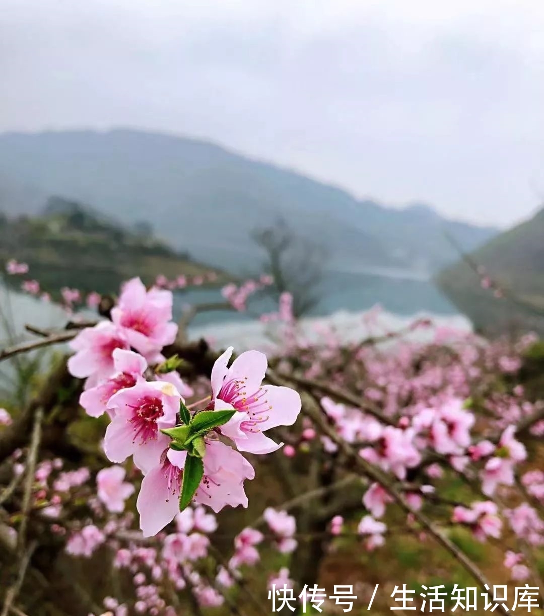 普定桃花島,花開了!這裡有一份出行攻略