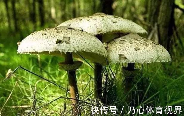 蘑菇|世界上毒性最强的蘑菇，听着就感觉名字很傻气，不过很危险