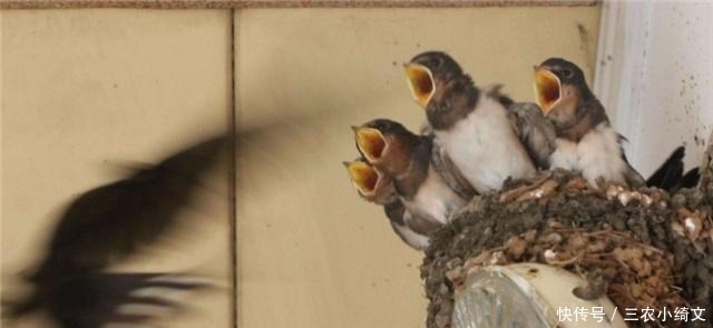 俗语|俗语:“宅子出三喜,家里人才辈出”,指的哪三喜?看看你家有没