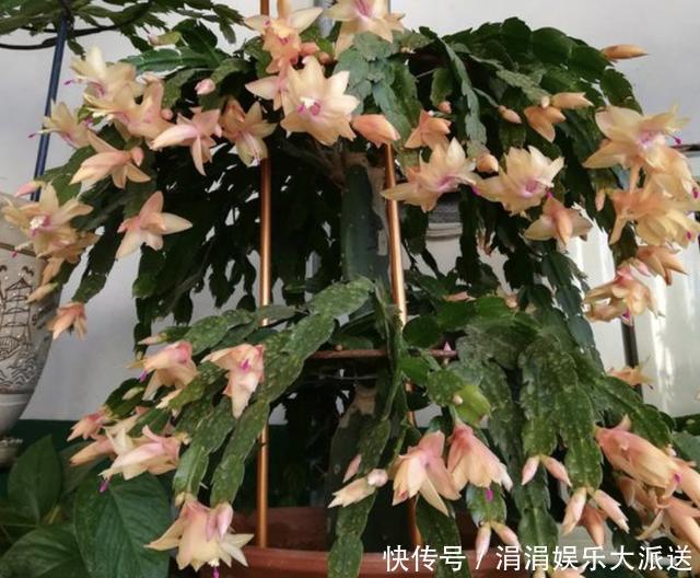 花友们|夏季温度高,养蟹爪兰“有技巧”,把“3件事”做好,长势快2倍!