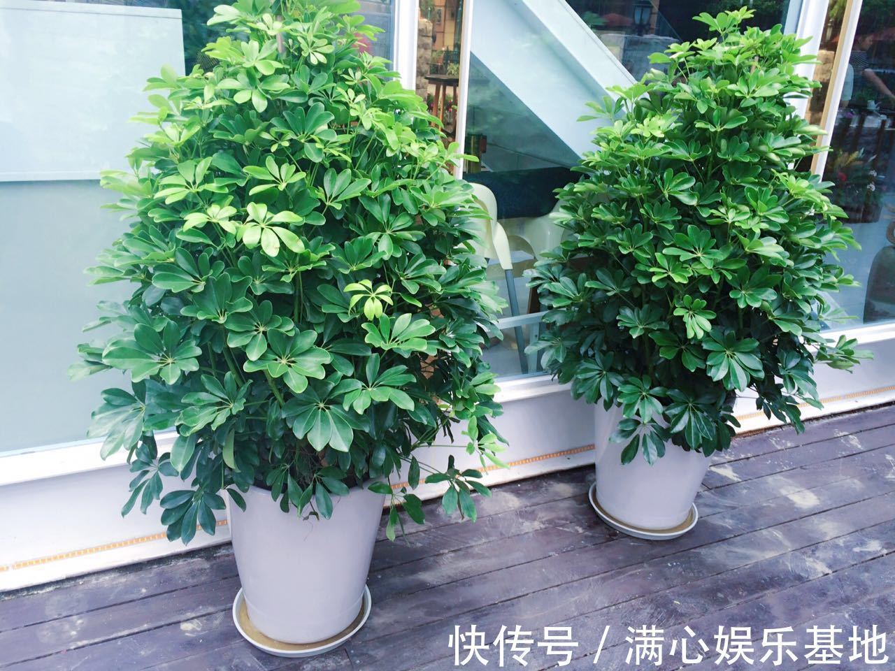 寓意|5种“丑花”，寓意却大，富贵又威武，再丑也要养一盆