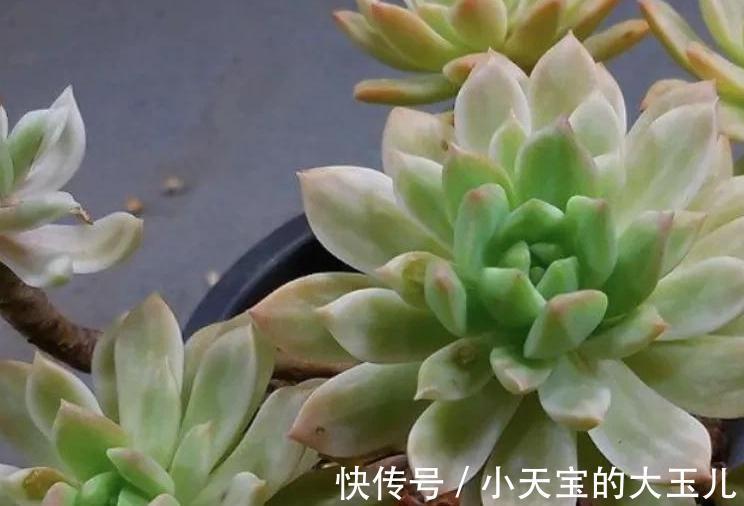株型|怎么把多肉养得胖嘟嘟，做好5个关键点株型紧凑又好看