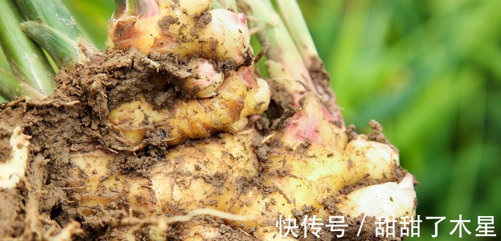 自从我学会生姜这两种做法,婆婆吃一次夸一次,靠谱又健康!