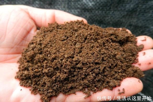 什么花生壳、柳树皮都不如这“2种肥”,盆里埋一点,养啥都爆盆!