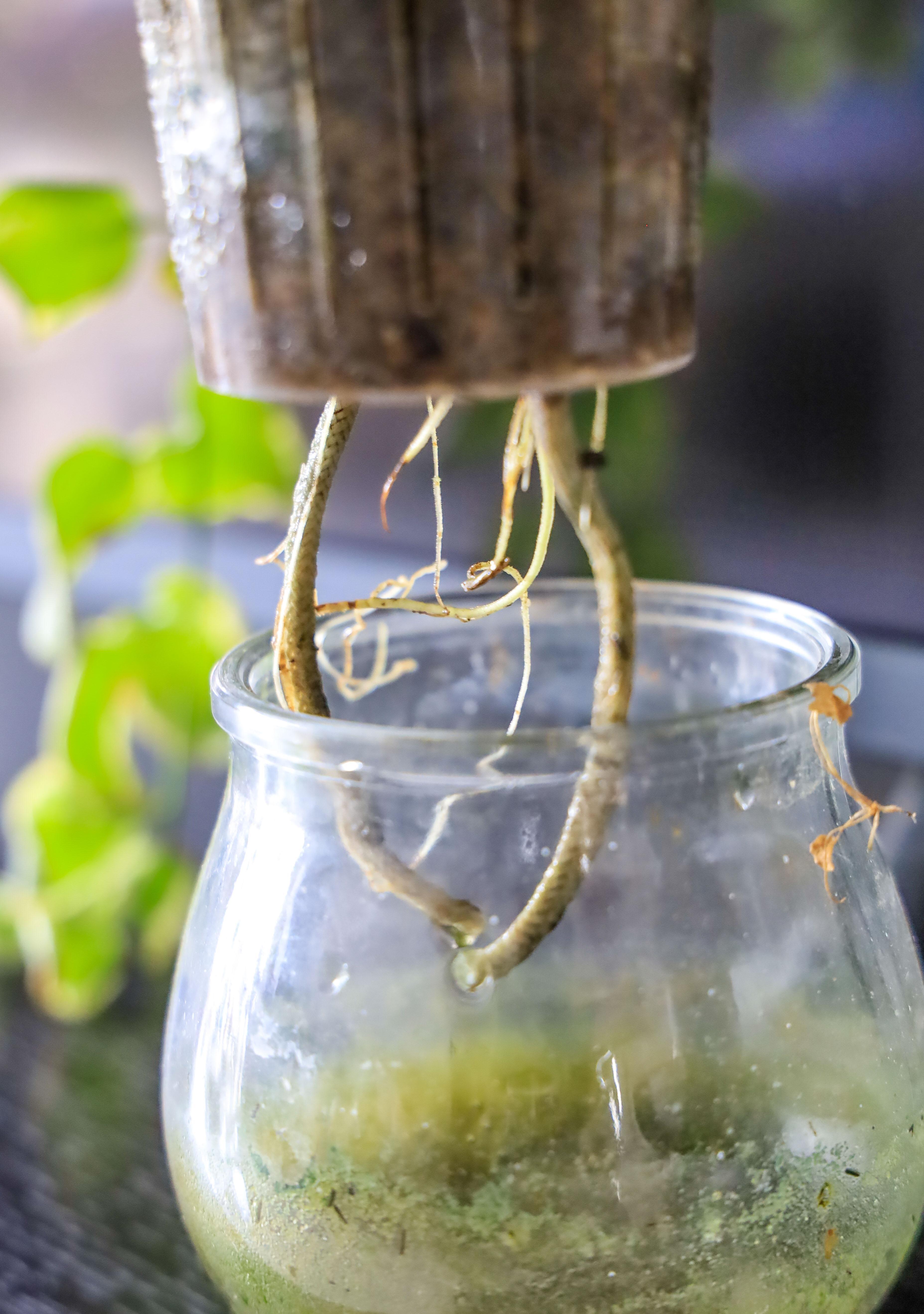 养花懒,出远门,没人浇水怎么办,妙招学起来