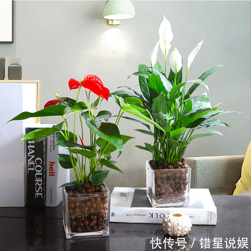 寓意|10大“吉祥花”适合养客厅,格调高,株型美,旺财又护家