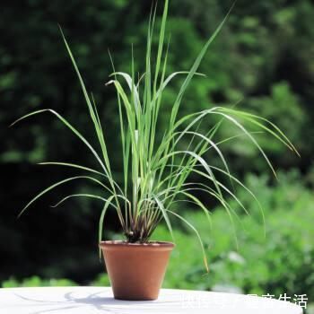 君子兰土壤换成它,年年花开满盆,叶子绿油油!