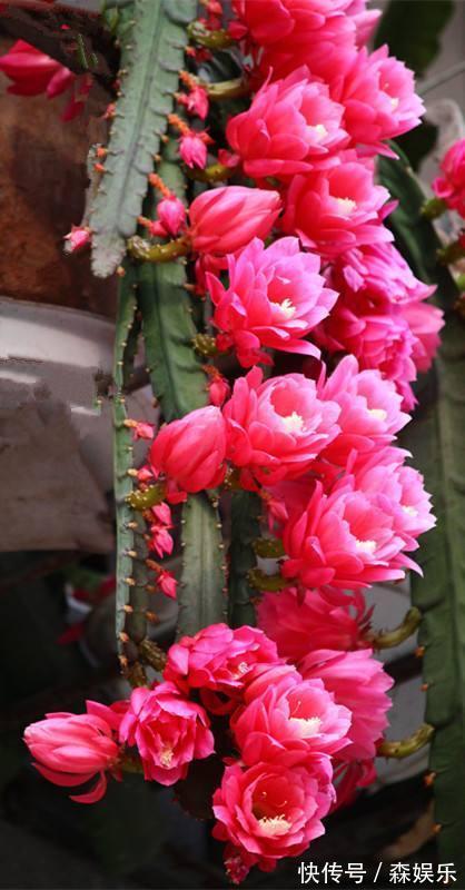 令箭荷花怎么养开花多 花期前的养护技巧你学会了吗