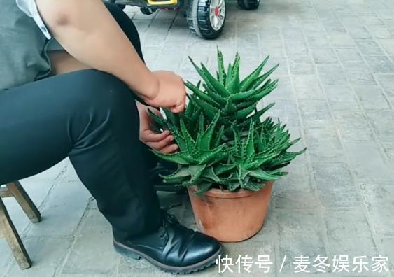 花友们|不会给长刺的芦荟换盆，花姐用这个工具来教你，放上沙土换好芦荟