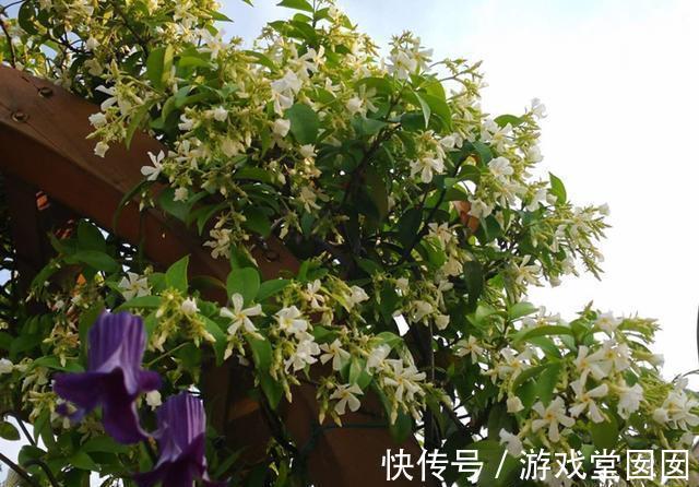 喜欢爬藤植物,3种总有一种你喜欢,花量大花期长还好养