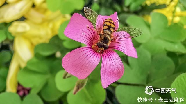  飞舞|萌趣！微距镜头下的蜜蜂蝴蝶飞舞花间