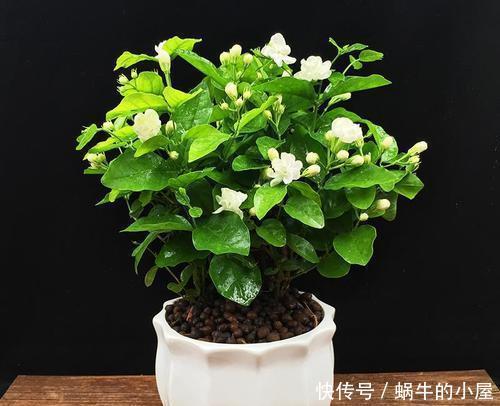 人养花,花也养人,摆上三种花,寓意好颜值好,对身心健康有好处