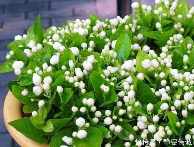 茉莉有“三怕”,老手花友也易踩坑,避开猛窜芽,花开一茬接一茬