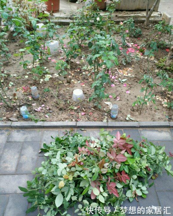 夏天|4种“漂亮花”，秋天怕乱修剪，姿势不对，剪了白费，不开花