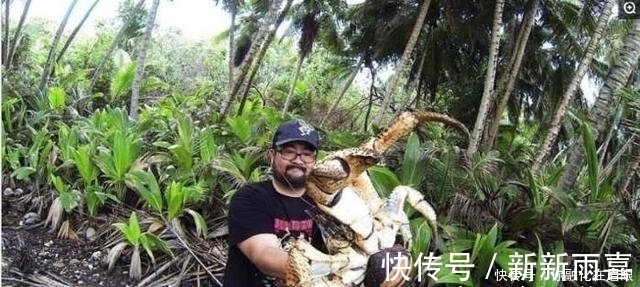 |搞笑奇闻:男子抓到巨型椰子蟹,一个锅都装不下