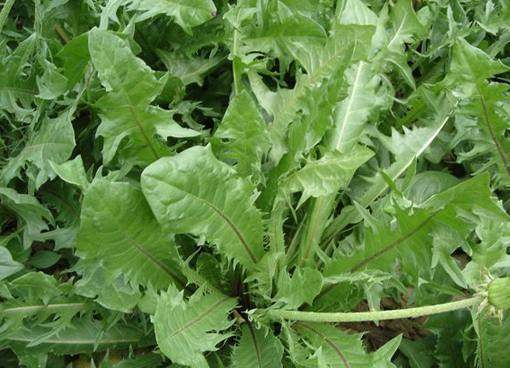 睡眠质量|女人养肝就是抗衰老,3种野菜,农村疯长,养肝护肝,肝好人年轻