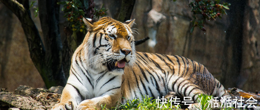 弟弟&剧作家来当官朝廷看不上,当官四年做四件大事,短结局很暖心