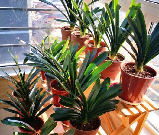 君子兰依赖“2种水”,半月浇一次,叶片四季肥厚,开花多不夹箭