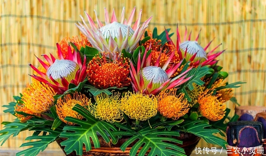 此花,被誉为“花中之王”,世界最富贵华丽的鲜花,居然简单好养