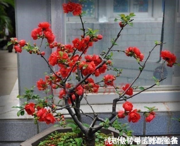 黄豆花生|偷偷告诉你，养花“高手”都用“这种”肥，不花钱，养啥花都旺！
