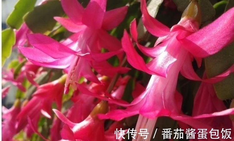 蟹爪兰|富贵又招财的几种花,鸿运当头,添福添财,从年头旺到年尾