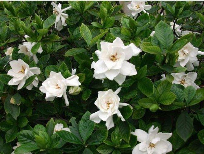 4种花漂亮又好养,比牡丹好看,花美色艳,花儿轻松开爆盆