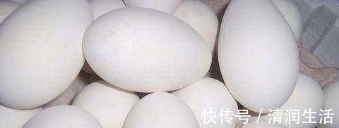 鹅蛋|怀孕后吃鹅蛋可以去胎毒吗,啥时候吃鹅蛋更好一些