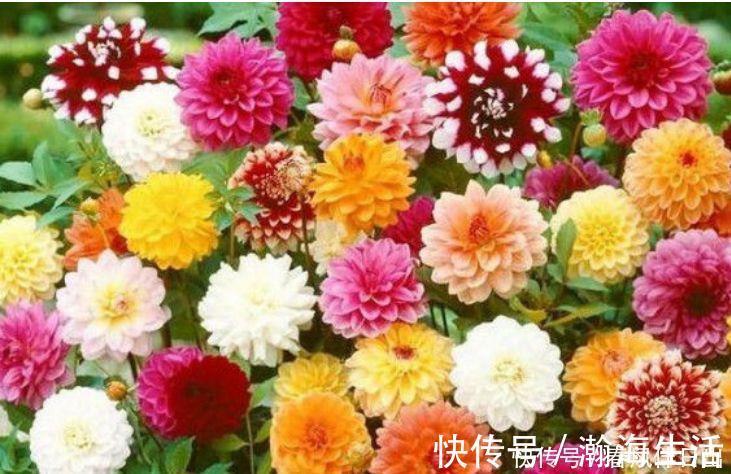 花瓣|4种花堪称吸尘器，空气清香去异味，漂亮又好养