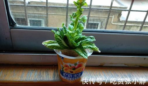 6种绿叶菜,“菜根”不要扔,种到花盆里,20天左右就能摘着吃
