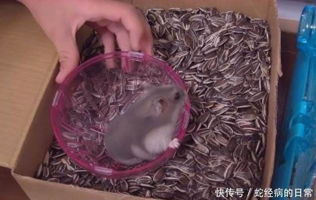 仓鼠特别兴奋到处跑 仓鼠特别兴奋到处跑