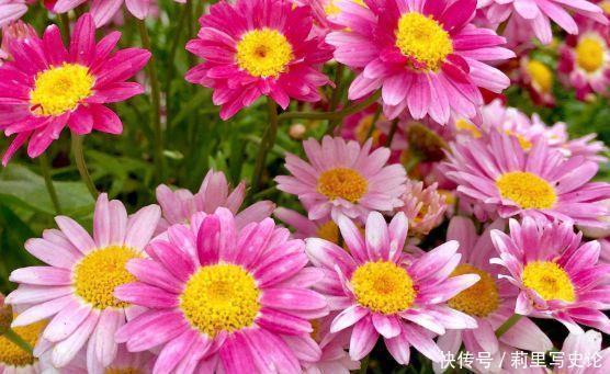 阳台上|适合懒人养的花,一年开花200天,对待新手很友好四季绚烂