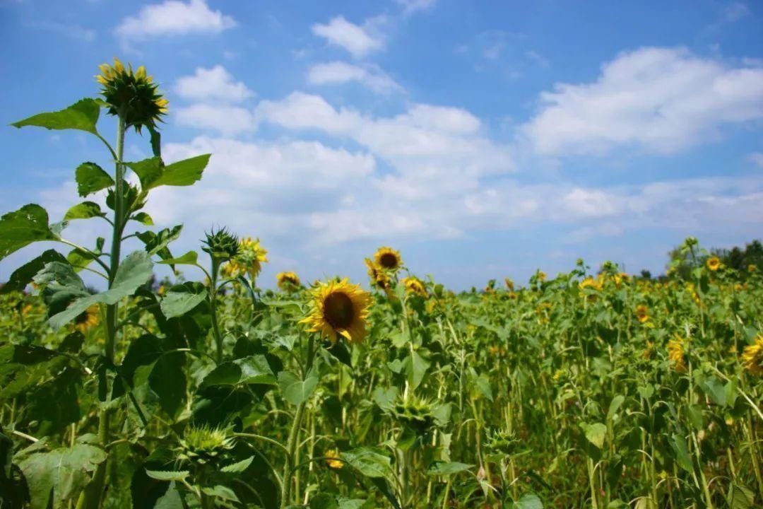 格桑花开了，让我们在临沭蛟龙航空主题公园里遇见幸福