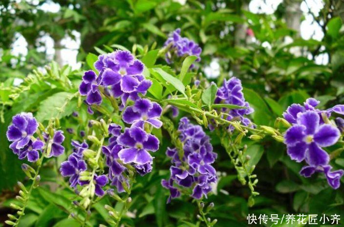 夏季养花选5种，它们喜欢“大太阳”，越晒花开越多，新手别犹豫