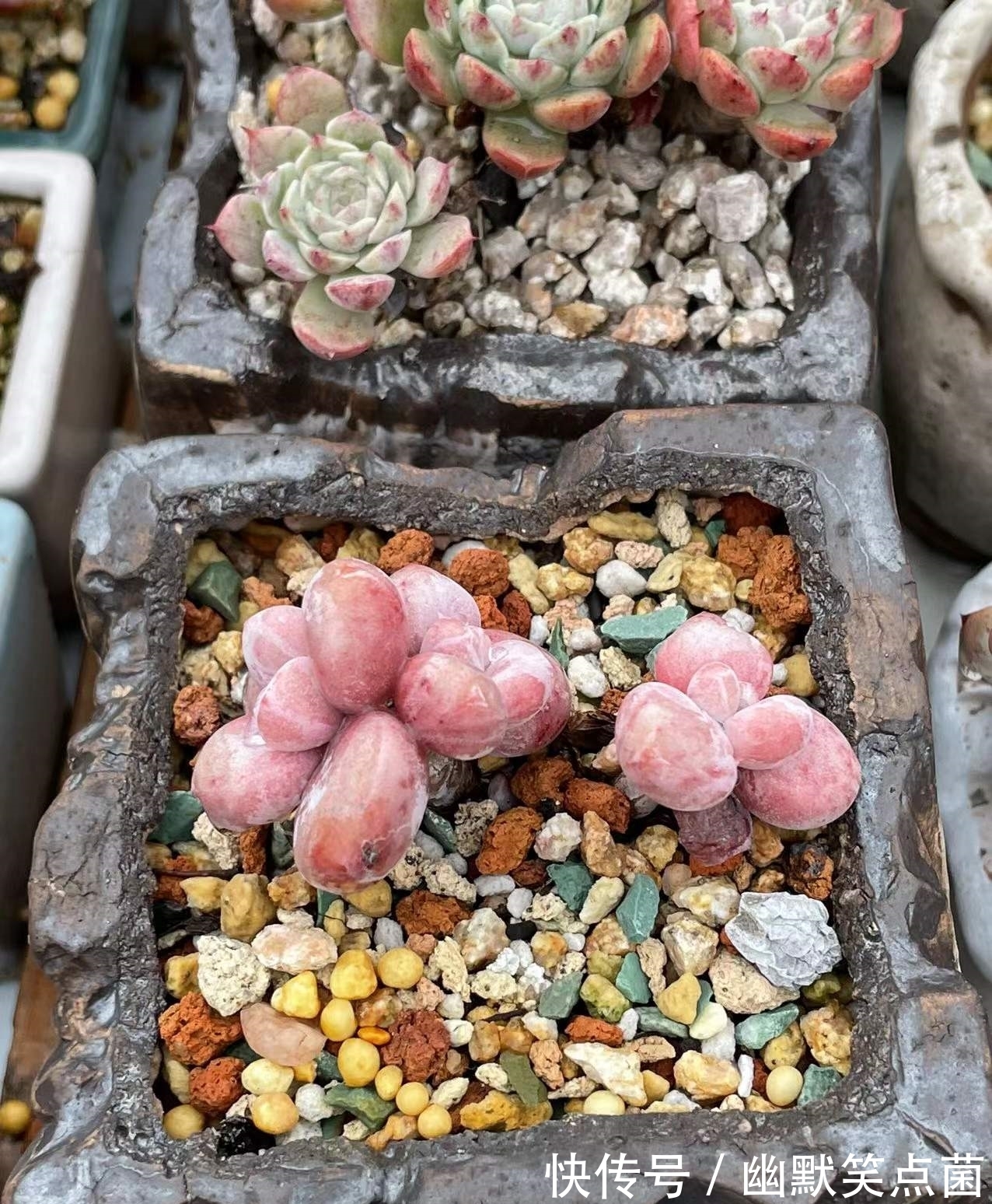 沐寒揽风,看几盆红绿肥瘦,等一春灿烂盛景