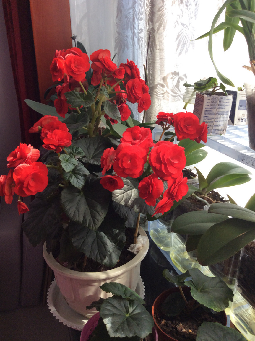 非常漂亮的草本花卉,全年开花不停,被誉为玫瑰海棠