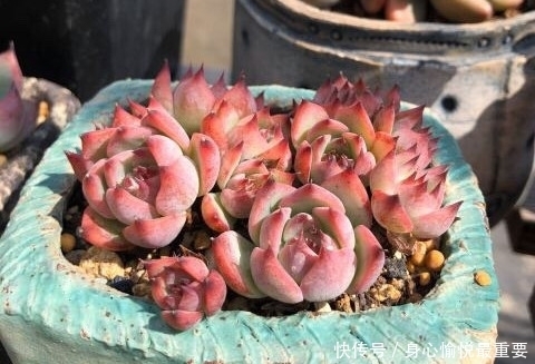 爱多肉的花友几乎都养过的8个品种,长寿花老少皆宜,桃蛋最迷人