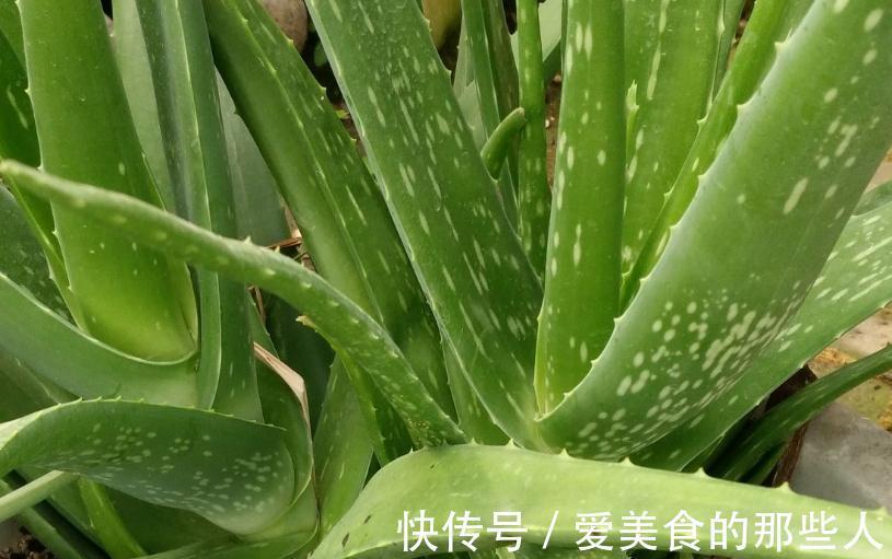 家里种上一盆此个，不管不问轻轻松松就爆盆挡都挡不住