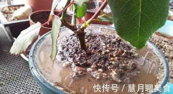 花盆|每家都有的“一种水”,往花盆里“埋一点”,不管啥花都能爆盆