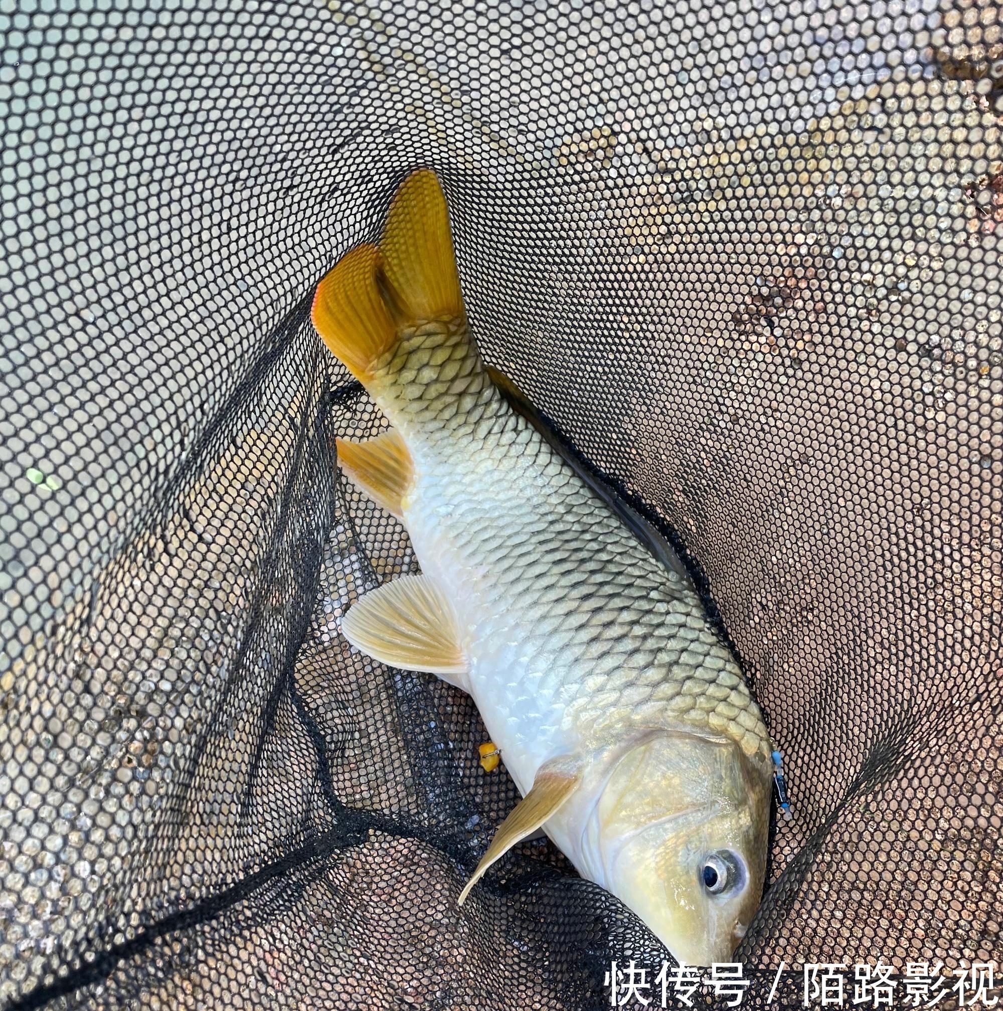 鱼饵|男子第一次钓鱼，竟连钓两条“淡水之王”，朋友：感觉我害了他