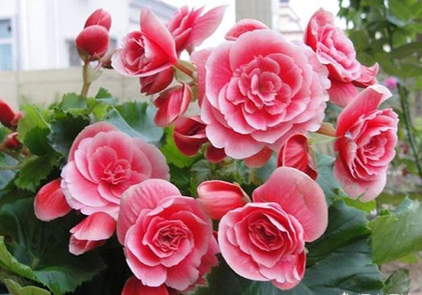 比月季还好看,比茉莉花期长,养盆丽格海棠,一年开花300天