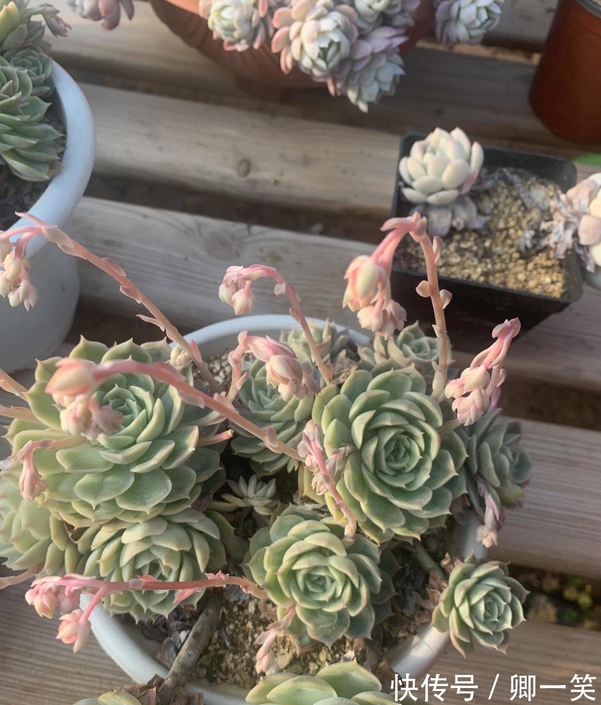 多肉长花箭,从基部剪掉,不要保留,消耗母本养分,影响生长