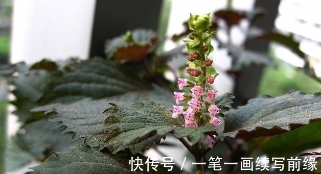 紫苏|名厨秘宝！饮子称第一—紫苏