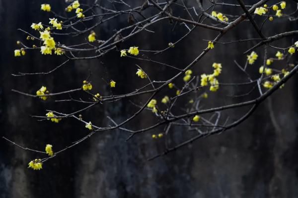江南第一梅|160多岁的“江南第一梅”迎来盛花期！一起来“云赏”