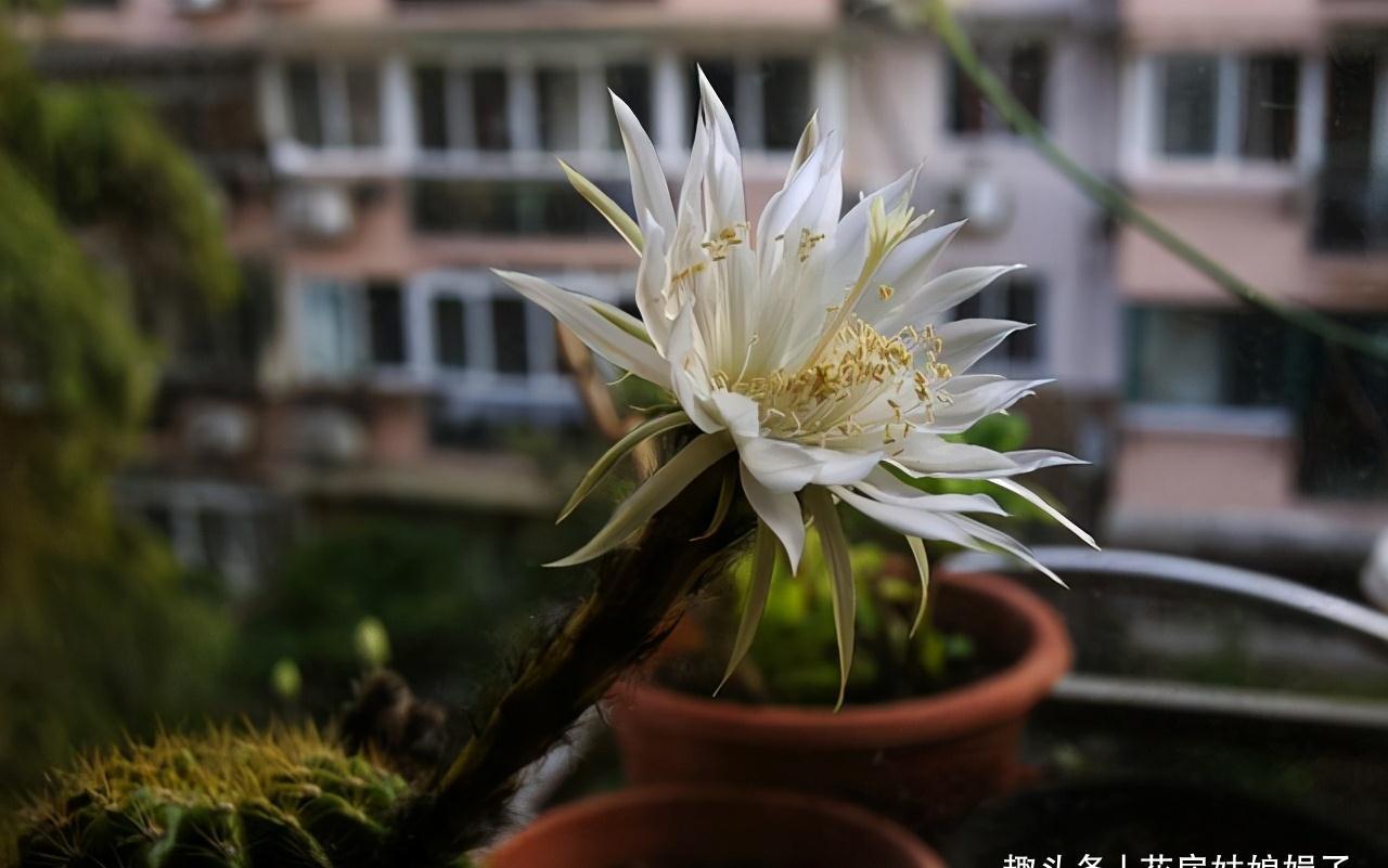 室内养殖这些花卉时,浇水时不要浇湿叶片,可能会造成烂叶的现象