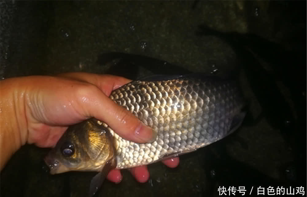 晚春夜钓,避开这些不靠谱的钓位,这里怎么打窝始终没鱼!