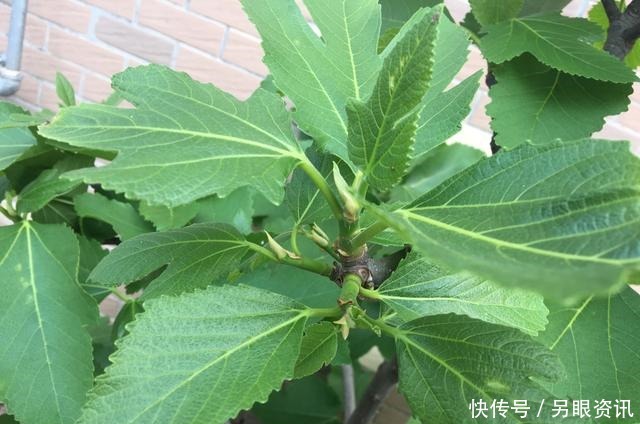 无花果快挂果了,有“2件事”别忘做,果子不止多一倍,甜度高