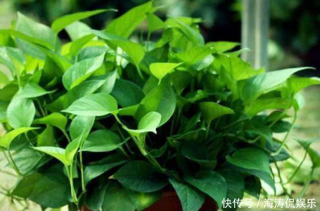 花肥|手把手教你做花肥,掌握关键几点,年年开花不断,比买的好10倍!