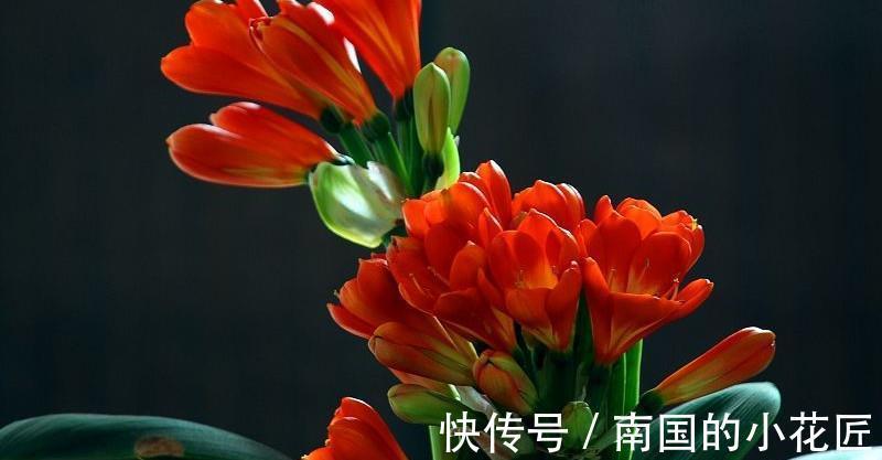 蟹爪兰|养花,盆里埋点它,不烂根,花开满盆,花繁叶茂,花团紧簇