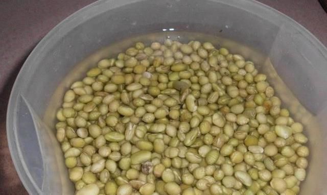 “2种水”浇君子兰,“大白根”蹭蹭冒,叶片绿油油,花朵鲜艳